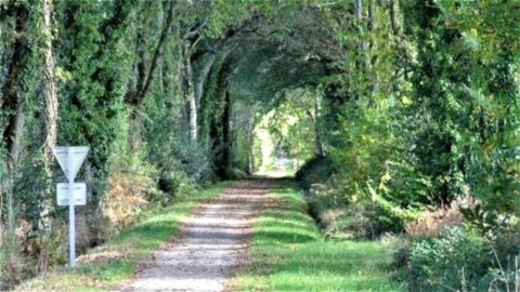 Voie Verte N°7 Gare de Scaër Voie Verte N°7 Voute d'arbres